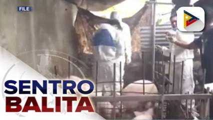 6 lugar sa Batangas, ASF-free na; Swine repopulation, rehabilitation, and recovery program, inilatag