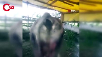 Tokat’ta vahşet! 6 inek kuyrukları kesilmiş olarak bulundu