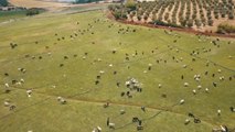 KAHRAMANMARAŞ - Maraş dondurmasının olmazsa olmazı salebi kurutma mesaisi başladı