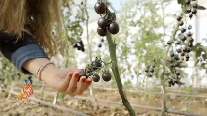 معلومات مفيدة عن الطماطم السوداء.. تعرف عليها