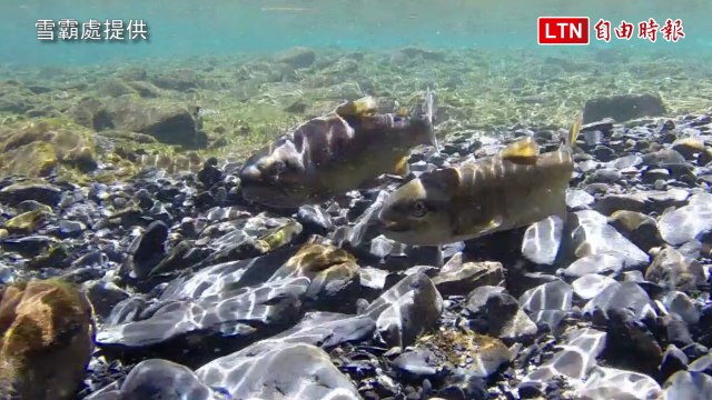1年增加2000尾！櫻花鉤吻鮭野外族群數再創新高(雪霸處提供)