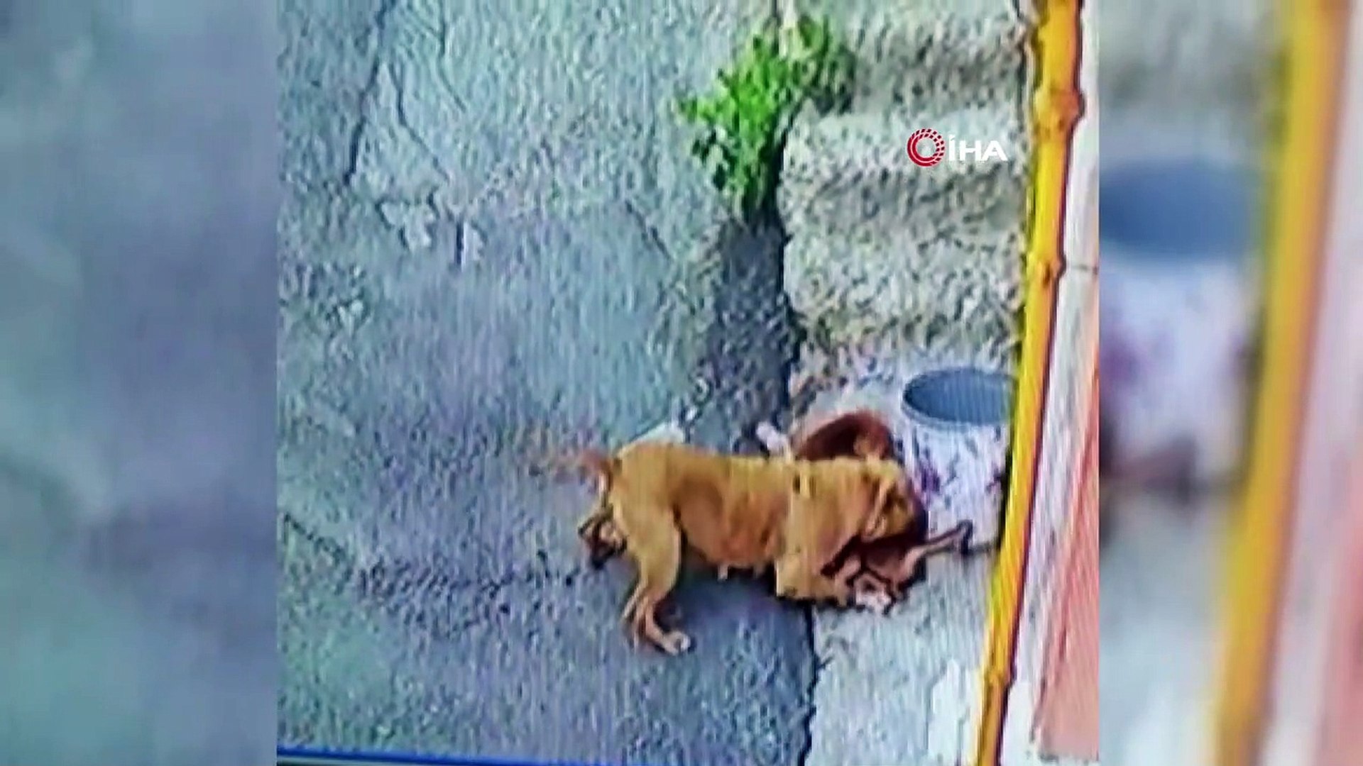 Kutahya Da Pitbull Dehseti Kamerada Dailymotion Video