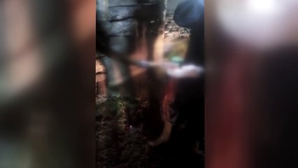 TOKAT - 6 büyükbaş hayvanın kuyruğu kesildi