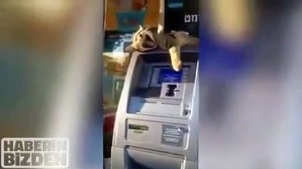 ATM görevlisi kedi
