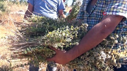 Kilis’te Kekik hasadı başladı