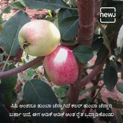 Chitradurga Farmer Get Success By Growing Apple Trees In Drought Area