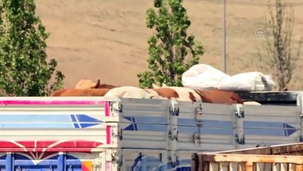 ERZURUM - Besiciliğin merkezi Erzurum'dan batıdaki kentlere 55-60 bin kurbanlık gönderilecek