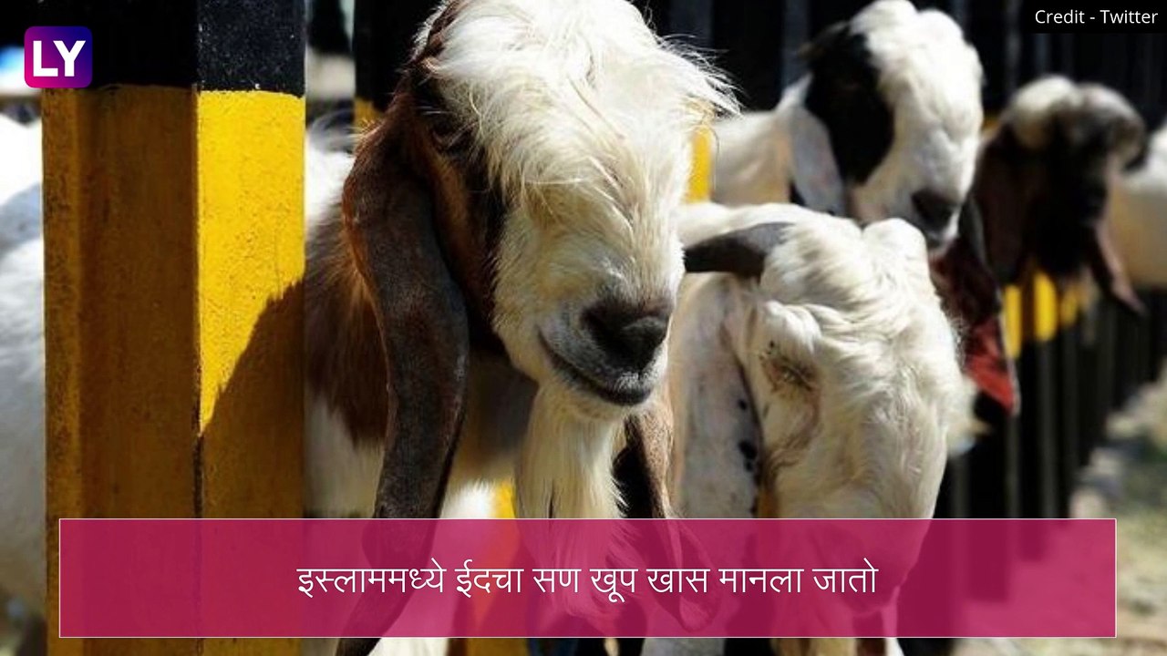 Eid al-Adha 2021 Date in Saudi Arabia: सौदी अरेबियामधील उद्या पाहिला जाणार चंद्र, त्यावरून समजणार बकरी ईद कधी साजरी होणार