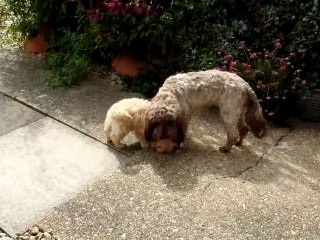 dogs eating together