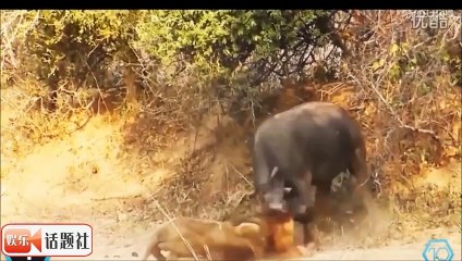 قانون الغابة لا يعرف سوى الاقوياء صراع لاينتصر فيها الا الاقوياء فقط  صراعات شرسة ينتصر فيها القوى فقط