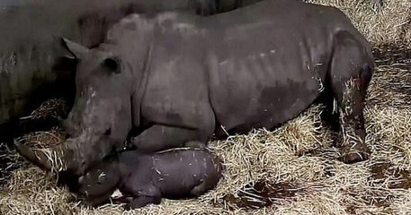 Ces images filmées montrent la naissance exceptionnelle d'un bébé rhinocéros blanc