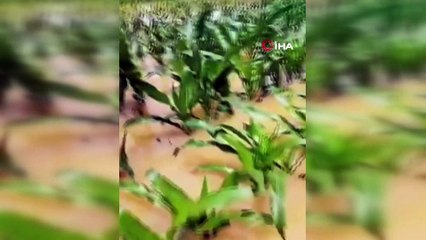 Kaynarca’da yağış tarlaları göle çevirdi