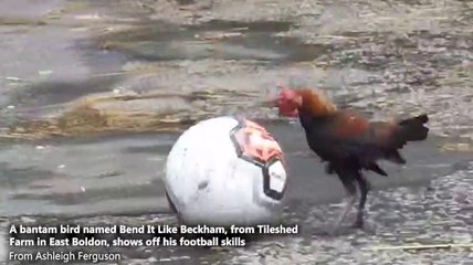 Bantam bird shows off his football skills