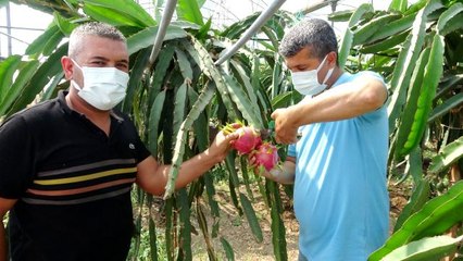 Babası için yetiştirmeye başladığı ejder meyvesinin tanesini 90 liradan satıyor