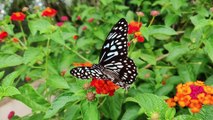 Most Beauty Of Butterfly | Butterfly Video | Butterfly
