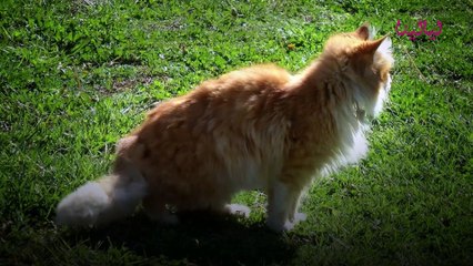 تفسير حلم القطة في المنام