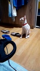 animals!!!