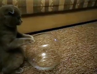 Kedi öyle bir yere yatıyor ki...