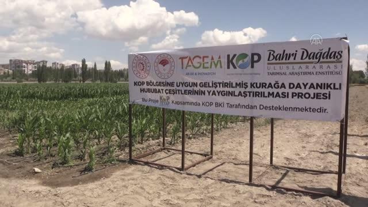 "Tarla günü" etkinliğinde kuraklığa dayanıklı yerli hububat çeşitleri tanıtıldı