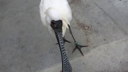 La Spatule à face noire est une espèce menacée.