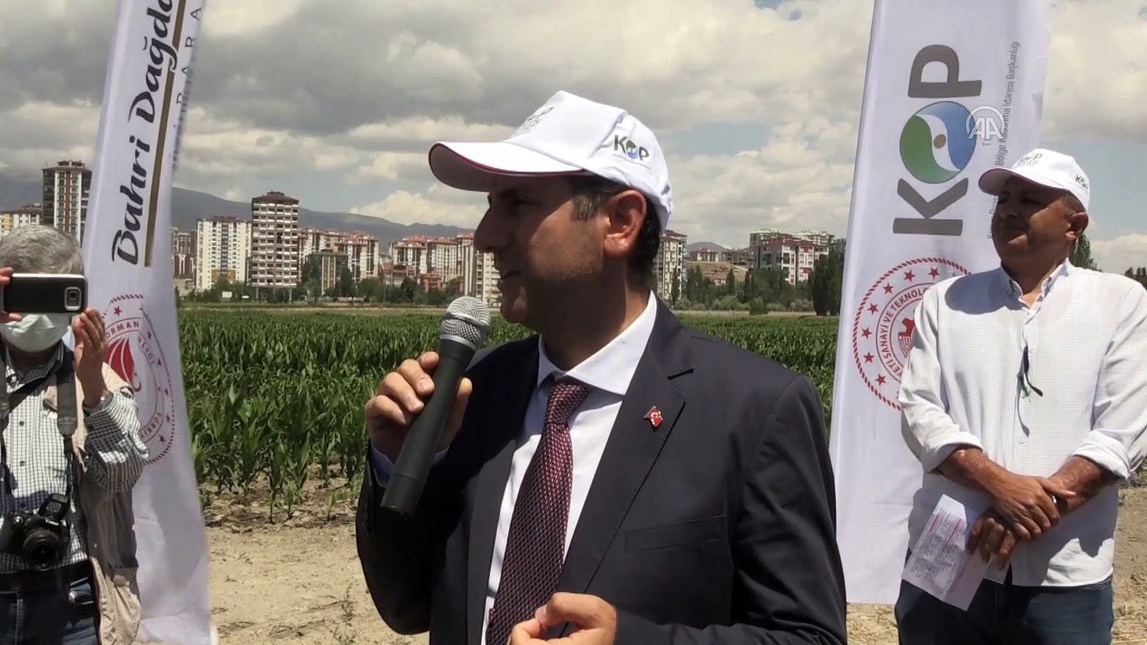 NİĞDE - 'Tarla günü' etkinliğinde kuraklığa dayanıklı yerli hububat çeşitleri tanıtıldı