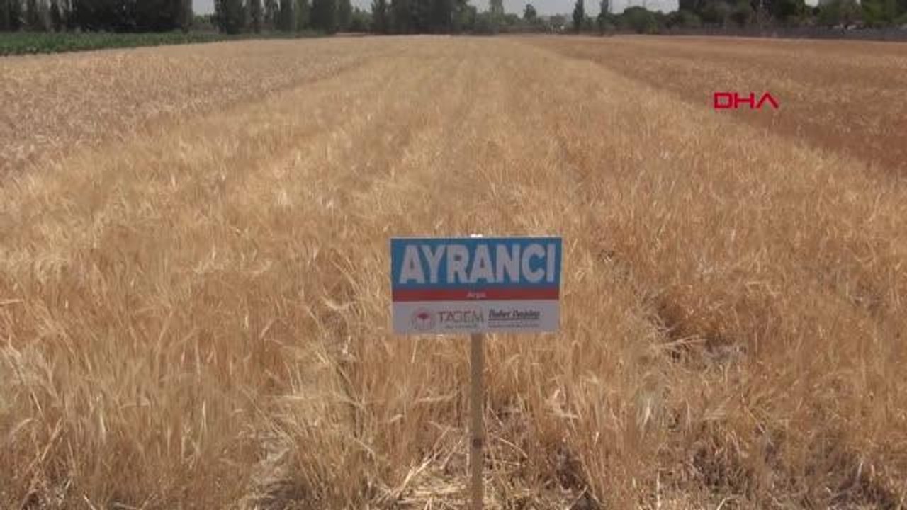 NİĞDE'DE KURAKLIĞA DAYANIKLI YERLİ HUBUBAT ÇEŞİDİ TANITILDI