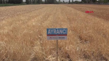 NİĞDE'DE KURAKLIĞA DAYANIKLI YERLİ HUBUBAT ÇEŞİDİ TANITILDI