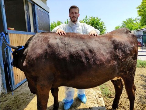Masaj yaparak büyüttüğü hayvanların kilosunu 10 bin liradan satıyor