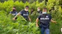 Pompei (NA) - Scoperta piantagione di marijuana vicino agli Scavi (08.07.21)