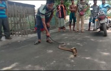 হিঙ্গলগঞ্জ সমশেরনগরে বিরল গোখরো সাপ উদ্ধার | Oneindia Bengali