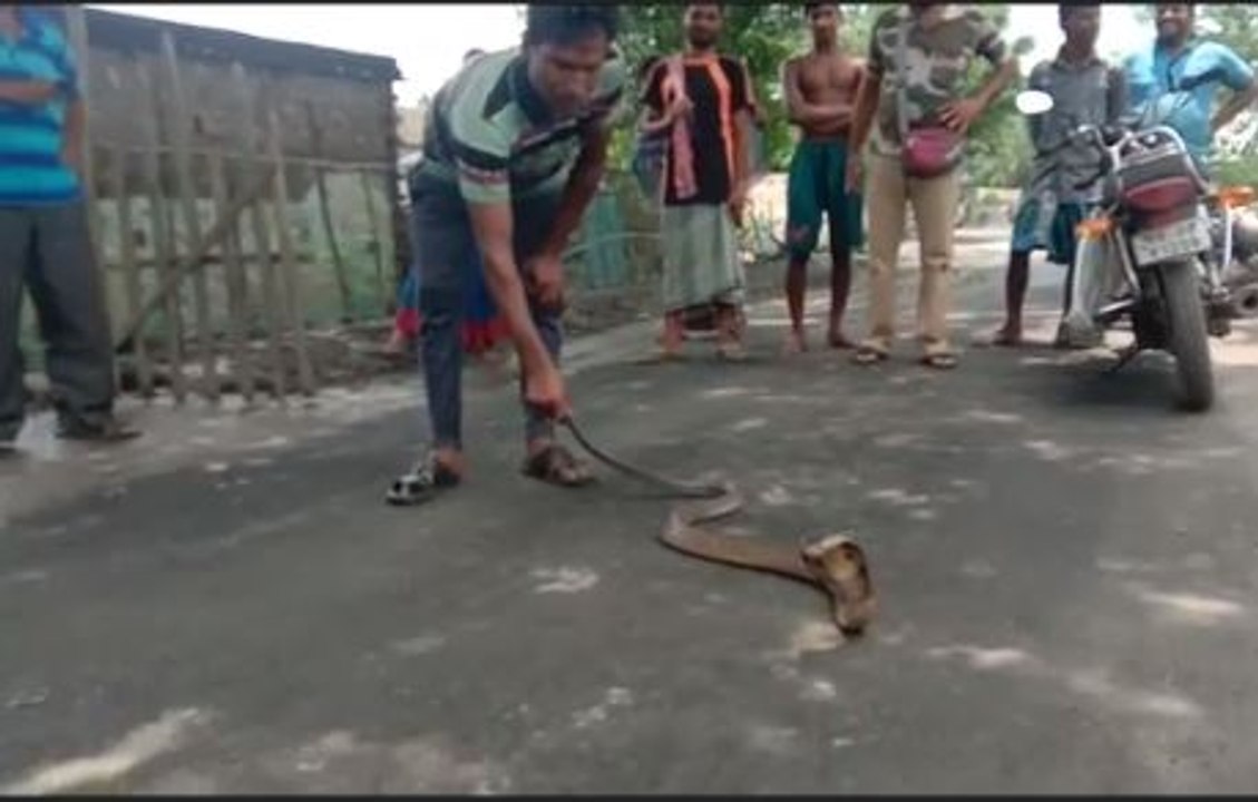 হিঙ্গলগঞ্জ সমশেরনগরে বিরল গোখরো সাপ উদ্ধার | Oneindia Bengali