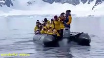 The moment the penguins board the boat　ペンギンがボートに乗り込む瞬間