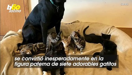 La Conmovedora Historia de Cómo Este Perro se Convirtió en la Figura Paterna de Siete Gatitos Sin Madre