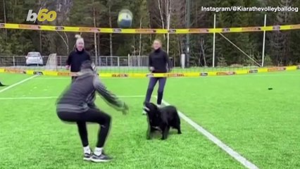 Air Bud Is No Match For This Volleyball-playing Dog