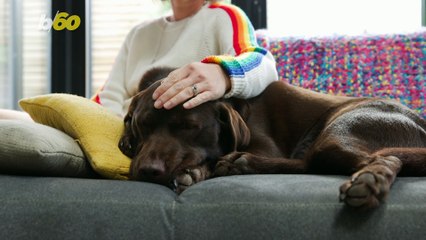 Ever Wonder What Your Pup Is Dreaming About?