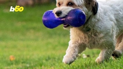 Squeaky Dog Toys Can Be Annoying, Especially When Working From Home! This is Why Your Pup Loves Them