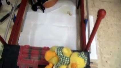 Yavru köpek öyle bir uyuyor ki...