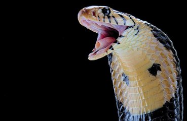 Snake bites man sitting on toilet