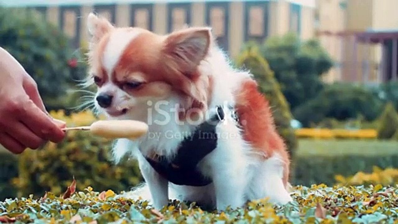 funny dog