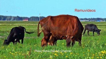 Relaxing sleep music with beautiful nature. deep relaxing music. relaxing music videos.