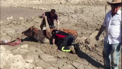 TOKAT - Balçığa saplanan ineği itfaiye ekipleri kurtardı