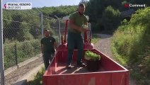 No Comment | Un santuario de osos lucha por mantener a raya la ola de calor en los Balcanes