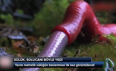 Yarım metrelik sülük, solucanı böyle yedi