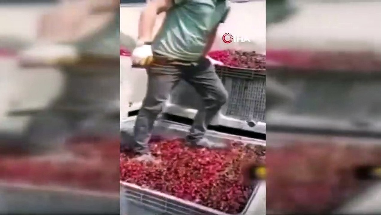 Meyvelerin üzerinde ayakkabıları ile gezen 4 kişi serbest bırakıldı