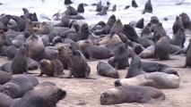 Impresionante migración de cientos de lobos marinos a las playas de Tomé, Chile