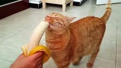 İlk kez muz yiyen kedi