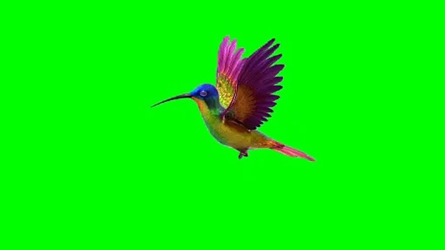 Hummingbird Green Screen 4K ULTRA HD 60fps no copyrighted