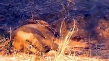 Best Buffalo Battles Attack Lion King To Win Wild Animals Attack Africa