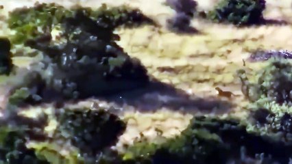 Brave Wildebeest Mother Chase Cheetah To Rescue Her Child Zebra Leopard Wild animals Hunting