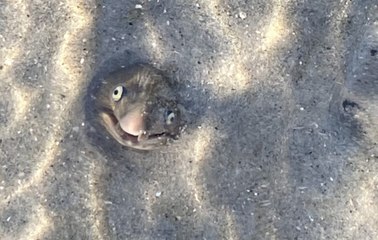 Creepy Looking Eels Make Rare Appearance on Hilton Head Island, Stumping Locals